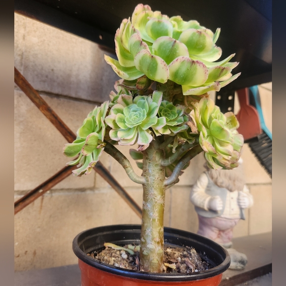 Aeonium Florecens Variegated | Tree Bonsi Cluster 6" Pot - Picture 2 of 13